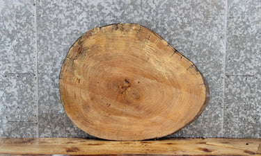 Live Edge Maple Tree Slice, Wood Round Cut Slab 6415